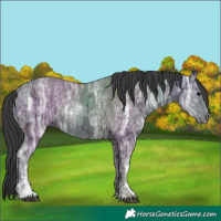 Horse Color:Black Ice 