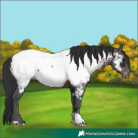 Horse Color:Brown Ice Appaloosa 