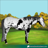 Horse Color:Brown Chinchilla Ice Dun Sabino Splash 