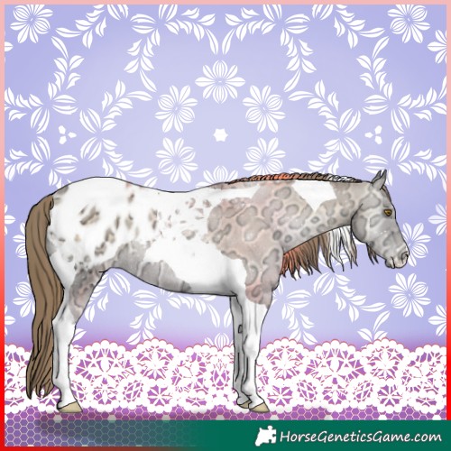 Horse Color:Chocolate Blue Onyx Ice Snowdrop Tobiano Appaloosa Rabicano 
