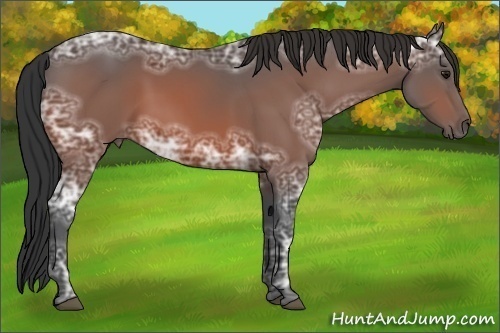 Horse Color:Bay Ice 