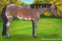 Horse Color:Bay Ice