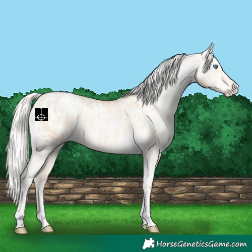 Horse Color:Silver Amber Champagne Pearl Dun Tobiano Appaloosa Rabicano  and Silver Amber Champagne Pearl Dun Tobiano Appaloosa Rabicano 