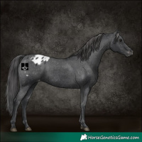 Horse Color:Black Appaloosa Rabicano 
