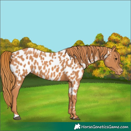 Horse Color:Chestnut Near Leopard 