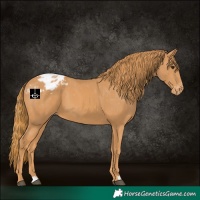 Horse Color:Chestnut Appaloosa