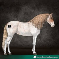 Horse Color:White Spotted Red Roan 