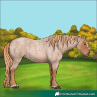 Horse Color:Red Roan 