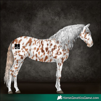 Horse Color:Chestnut Appaloosa  and Chestnut Appaloosa 
