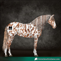 Horse Color:Chestnut Appaloosa  and Chestnut Appaloosa 