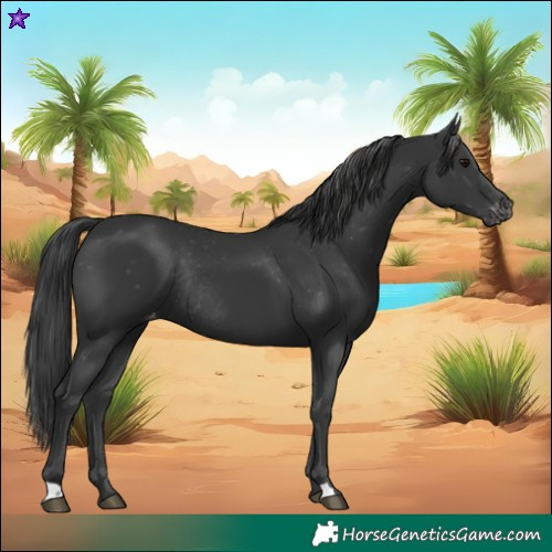 Horse Color:Black Appaloosa Rabicano 