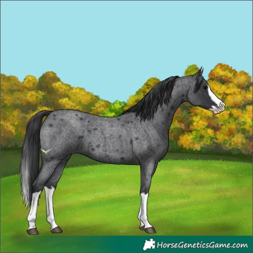 Horse Color:Blue Roan Splash 