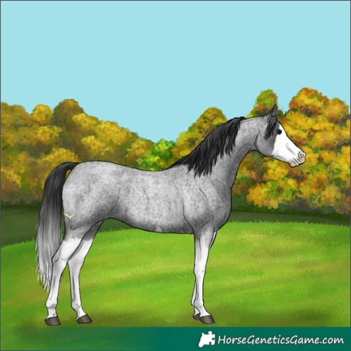 Horse Color:Blue Roan Splash