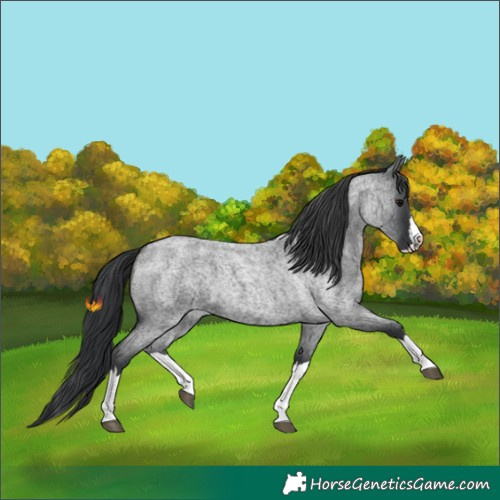 Horse Color:Blue Roan Splash 