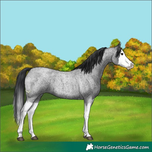 Horse Color:Blue Roan Splash 