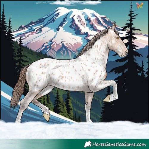 Horse Color:Amber Champagne Sabino Tobiano Appaloosa  and Amber Champagne Sabino Tobiano Appaloosa 