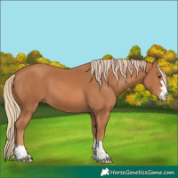 Horse Color:Chestnut 