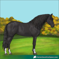 Horse Color:Smoky Black  and Smoky Black 