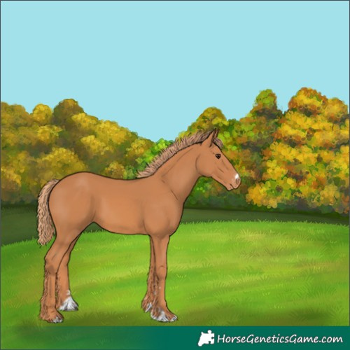 Horse Color:Unknown 