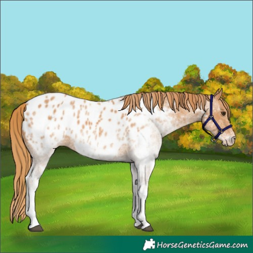 Horse Color:White Spotted Chestnut Near Leopard