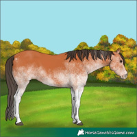 Horse Color:White Spotted Bay