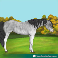 Horse Color:White Spotted Blue Roan 