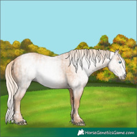 Horse Color:Gray Cremello Splash and Gray Cremello Splash