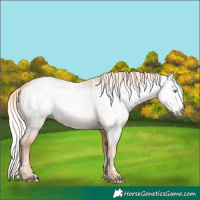 Horse Color:Gray Cremello Splash  and Gray Cremello Splash 
