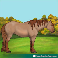 Horse Color:Red Dun