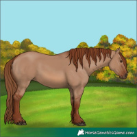 Horse Color:Red Dun 