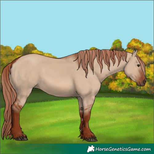 Horse Color:Red Dun 
