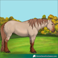 Horse Color:Red Dun