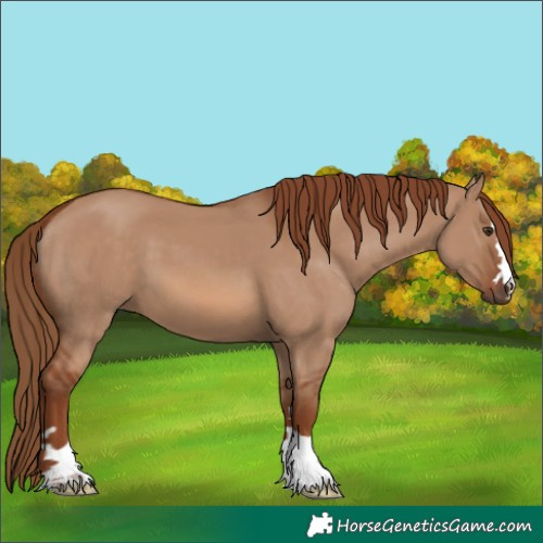Horse Color:Red Dun 