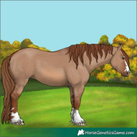 Horse Color:Red Dun
