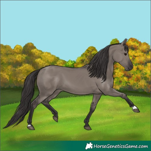 Horse Color:Smoky Grullo 