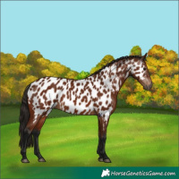 Horse Color:Gray Bay Appaloosa 