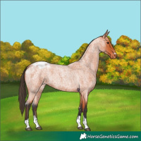 Horse Color:Unknown 