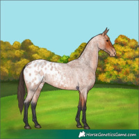 Horse Color:Unknown 