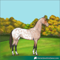 Horse Color:Unknown 