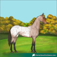 Horse Color:Unknown 