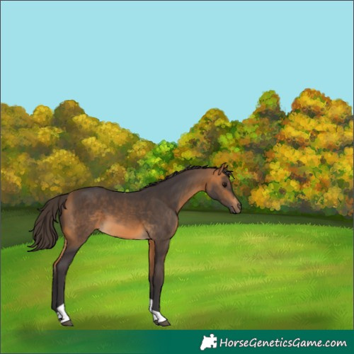 Horse Color:Buckskin Tobiano 