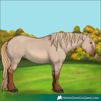 Horse Color:Red Dun 