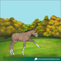 Horse Color:Classic Champagne 