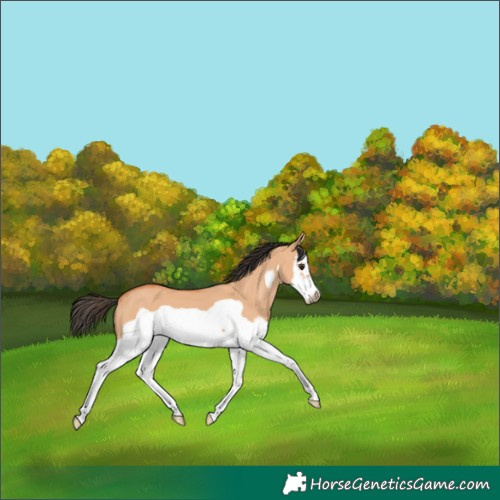 Horse Color:Bay Dun Splash Frame 