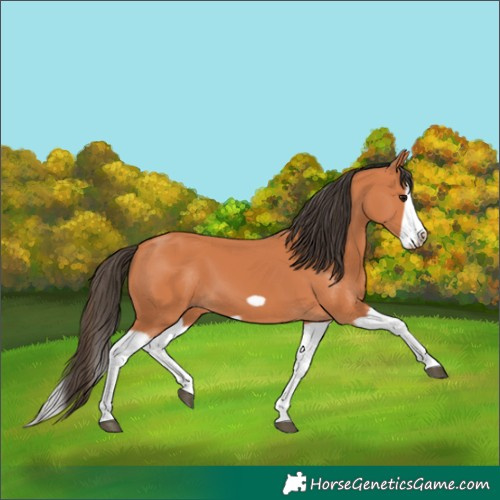 Horse Color:Bay Splash Frame 