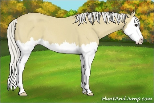 Horse Color:Silver Buckskin Roan Splash 