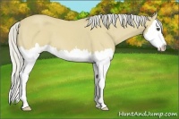 Horse Color:Silver Buckskin Roan Splash 