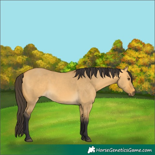 Horse Color:Buckskin Dun 