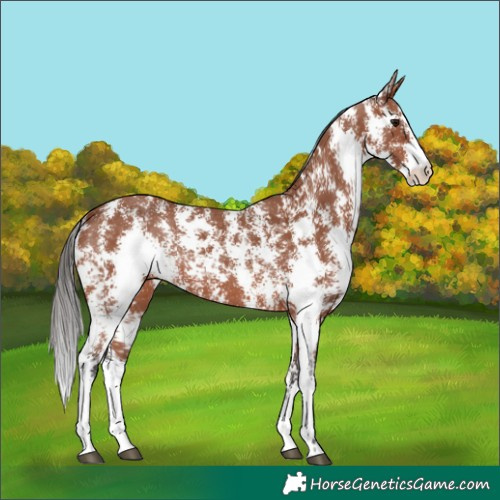 Horse Color:Bay Sabino 