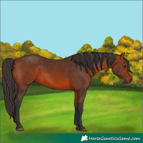 Horse Color:Unknown 